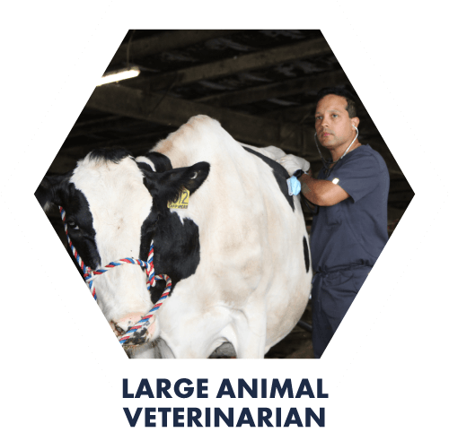 Veteranarian with Cow